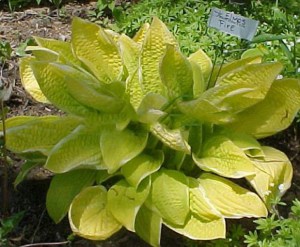 Funkia (Hosta) Saint Elmo's Fire zdjęcie 4