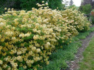 Azalia omszona (Azalea mollis) mix kolorów c1 zdjęcie 5