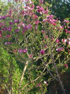 Magnolia Susan - kwitnie dwa razy w roku c2 zdjęcie 4