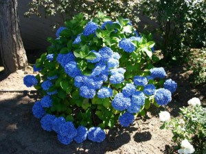 Hortensja ogrodowa niebieska (Hydrangea macrophylla) Nikko Blue zdjęcie 5