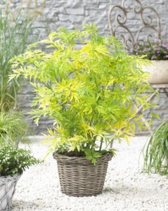 Bez czarny (Sambucus nigra) Golden Tower c3 zdjęcie 5
