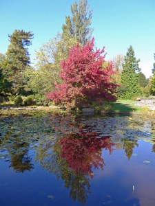 Ambrowiec amerykański (Liquidambar) Worplesdon c4 zdjęcie 5