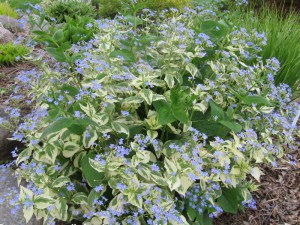 Brunera wielkolistna (Brunnera macrophylla) Variegata zdjęcie 5