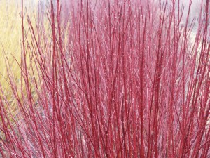 Dereń biały (Cornus alba) Argenteomarginata c2 zdjęcie 5