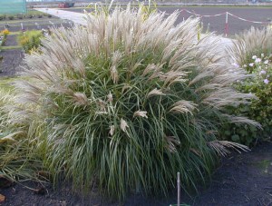 Miskant chiński (Miscanthus chinensis) Kleine Fontane zdjęcie 5