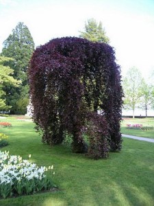 Buk pospolity (Fagus sylvatica) Purpurea Pendula c4 zdjęcie 5