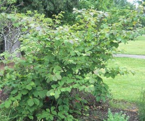 Oczar pośredni (Hamamelis intermedia) Arnold Promise c4 zdjęcie 5