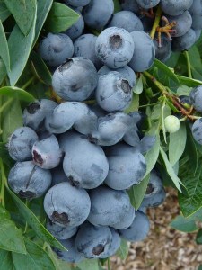 Borówka amerykańska Bluecrop foto 4