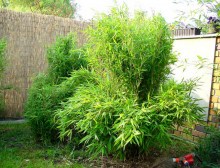 Bambus krzewiasty - Fargesia murielae c3 zdjęcie 5