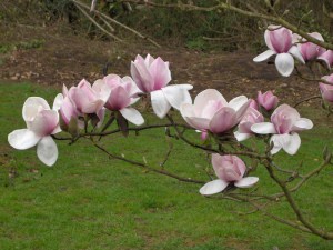 Magnolia Atlas c3 zdjęcie 4