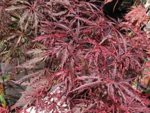Klon palmowy szczepiony (Acer) Firecracker c3 zdjęcie 5