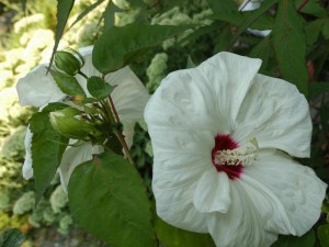 Hibiskus bylinowy (Hibiscus moscheutos) Old Yella zdjęcie 3