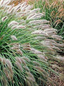 Trawa rozplenica japońska (Pennisetum) piórkówka Hameln zdjęcie 5