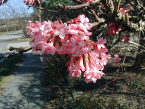 Kalina bodneńska (Viburnum bodnanense) Dawn c2 zdjęcie 5