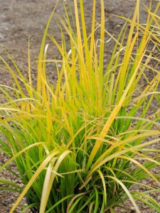 Tatarak krzewiasty żółty (Acorus) Golden Delight zdjęcie 5
