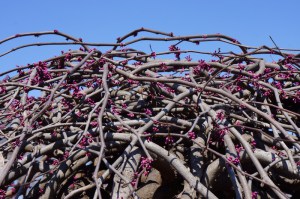 Judaszowiec kanadyjski (Cercis canadensis) Covey c4 zdjęcie 5