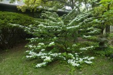Kalina japońska (Viburnum plicatum) Mariesii c2 zdjęcie 5
