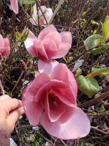 Magnolia Shirazz zdjęcie 5