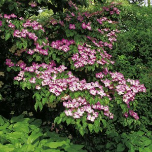 Dereń kousa (Cornus kousa) Satomi c10 zdjęcie 5
