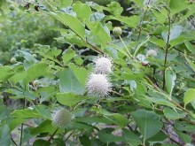 Guzikowiec (Cephalanthus occidentalis) krzewy do ogrodu kwitnące na biało