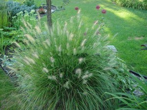 Trawa rozplenica japońska piórkówka (Pennisetum) Moudry zdjęcie 6