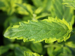 Barbula (Caryopteris) Summer Sorbet 4