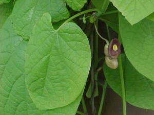 Kokornak wielkolistny (Aristolocha macrophylla) zdjęcie 4