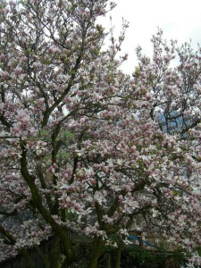 Magnolia pośrednia (Magnolia soulangeana) Alexandrina c12 zdjęcie 5