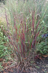 Proso rózgowate (Panicum virgatum) Heavy Metal zdjęcie 5