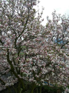 Magnolia pośrednia (Magnolia soulangeana) Amabilis zdj 4