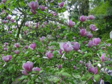 Magnolia pośrednia (Magnolia soulangeana) Lennei zdjęcie 3