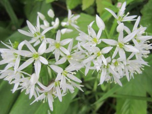 Czosnek niedźwiedzi (Allium ursinum) sadzonka zdjęcie 5
