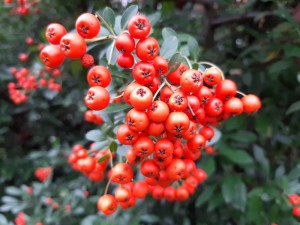 Ognik szkarłatny (Pyracantha coccinea) Red Column c3 zdjęcie 5