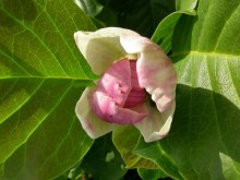 Magnolia (Magnolia soulangeana) Satisfaction c3 zdjęcie 5