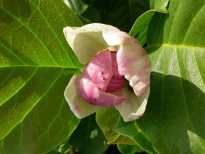 Magnolia (Magnolia soulangeana) Satisfaction c3 zdjęcie 5