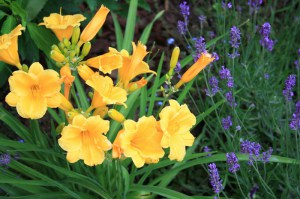 Liliowiec (Hemerocallis) Stella D'oro c3 zdjęcie 5