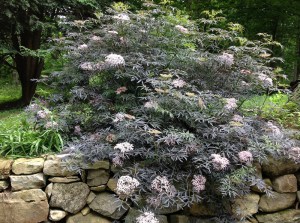 Bez czarny (Sambucus nigra) Black Lace c2 zdjęcie 5