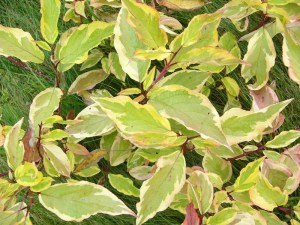 Dereń biały (Cornus alba) Gouchaultii zdjęcie 5