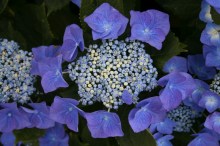 Hortensja ogrodowa (Hydrangea) Blaumeise zdjęcie 5