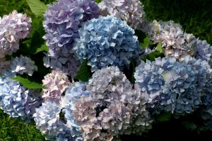 Hortensja ogrodowa (Hydrangea macrophylla) Endless Summer zdjęcie 8