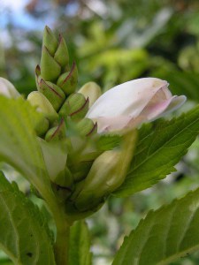 Żółwik ukośny (Chelone obliqua) Alba c1 zdjęcie 4