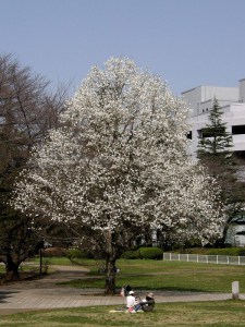 Magnolia japońska (Magnolia kobus) c4 zdjęcie 5