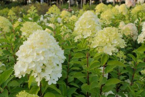 Hortensja bukietowa (Hydrangea paniculata) Limelight c3 zdjęcie 5