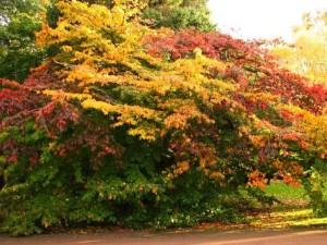 Parocja perska (Parrotia persica) sadzonka zdjęcie 4