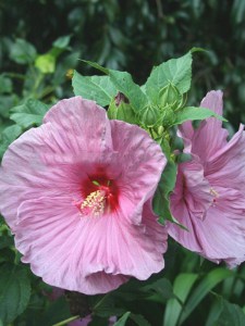 Hibiskus bylinowy (Hibiscus moscheutos) Fantasia zdjęcie 4