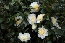 Kamelia japońska (Camellia japonica) Nobilissima c4 zdjęcie 5