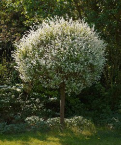 Wierzba (Salix integra) Hakuro Nishiki na pniu zdjęcie 5