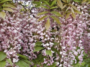 Glicynia kwiecista (Wisteria floribunda) Honbeni syn. Pink Ice zdjęcie 1
