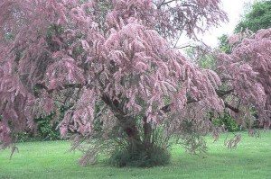 Tamaryszek czteropręcikowy, tamaryszek drobnokwiatowy (Tamarix parviflora) c2 zdjęcie 5