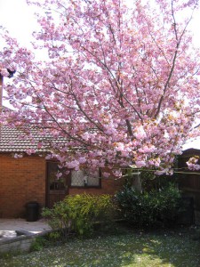 Wiśnia piłkowana (Prunus serrulata) Kanzan c1,5 zddjęcie 5